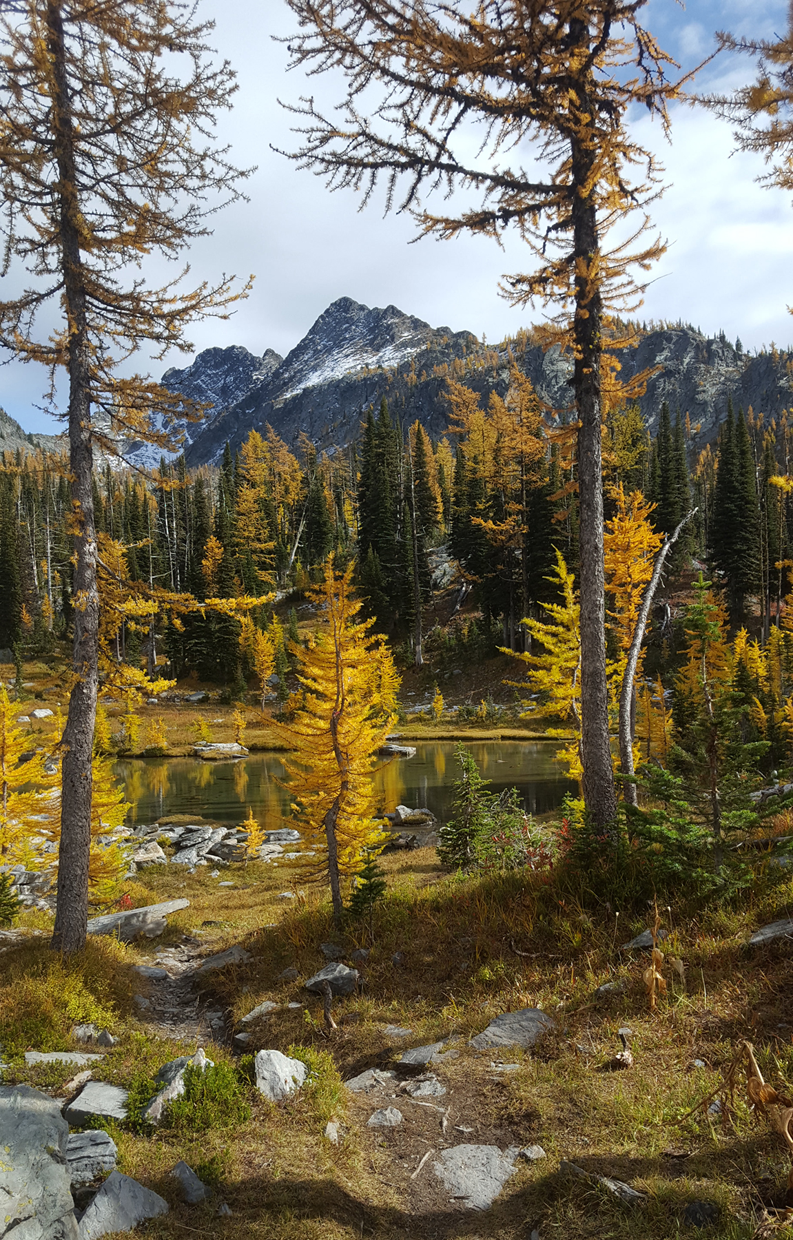 The Needles of Change - Chasing the Larch